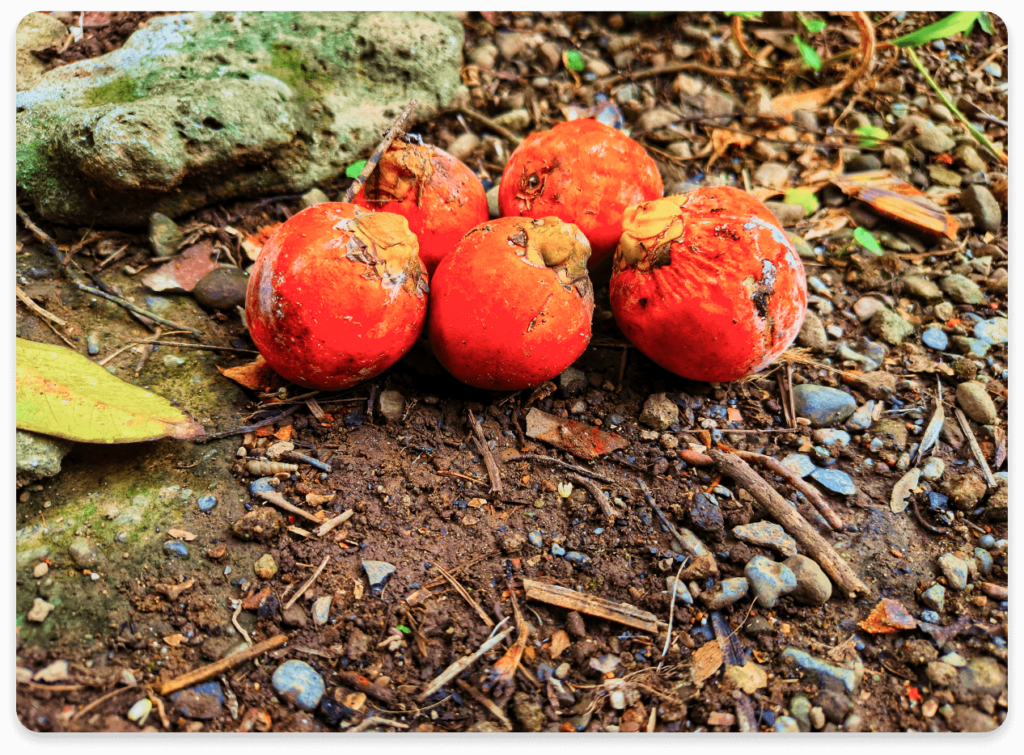 Areca nut 1