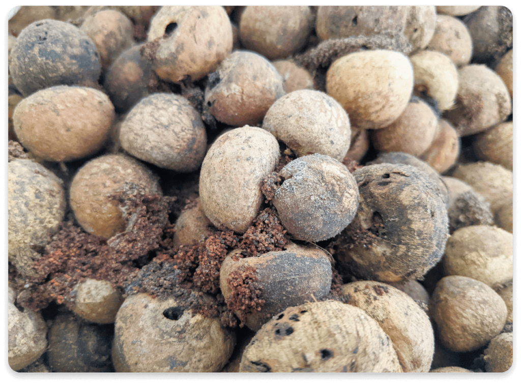 Areca nut 2