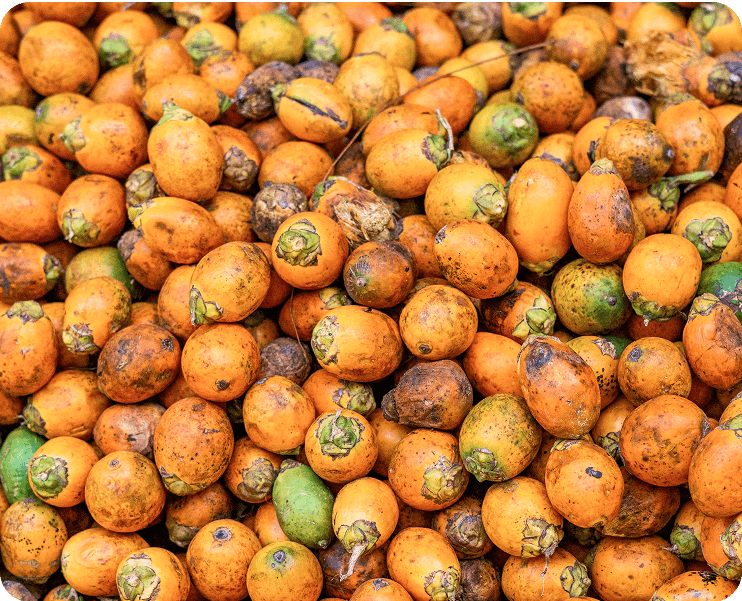 Areca nut