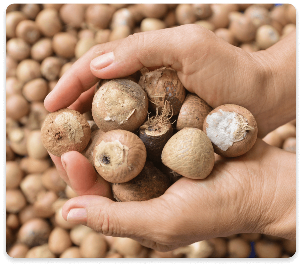 Areca nut location