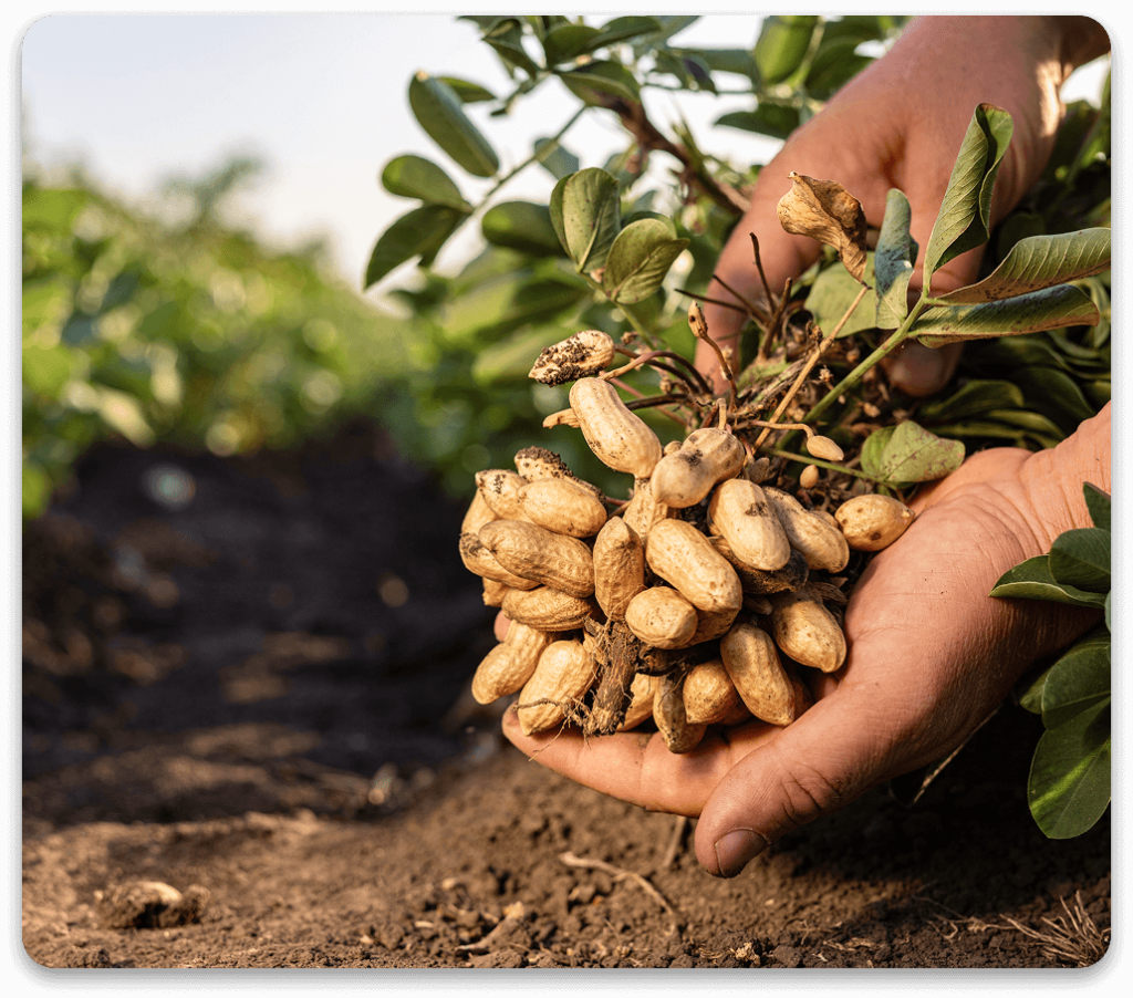 Groundnut location