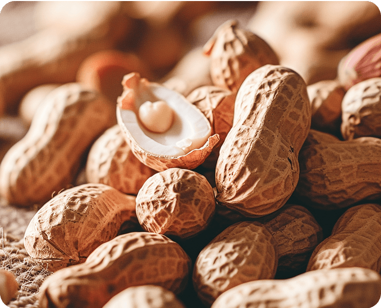 Groundnut