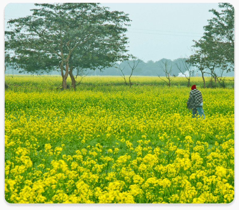 Mustard-locations