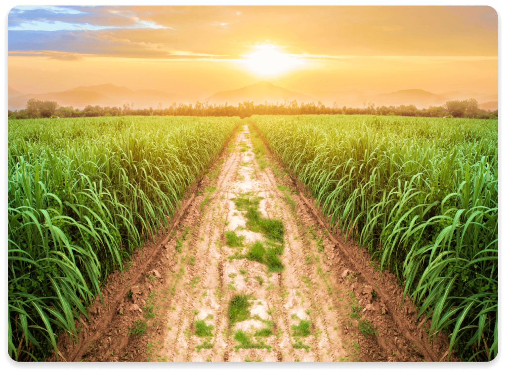 Sugarcane 1
