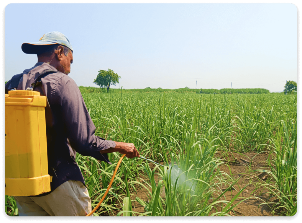 Sugarcane 2