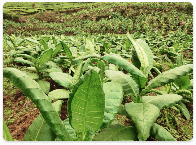 Tobacco 1