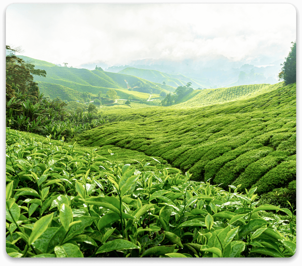 tea location