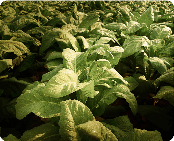 tobacco